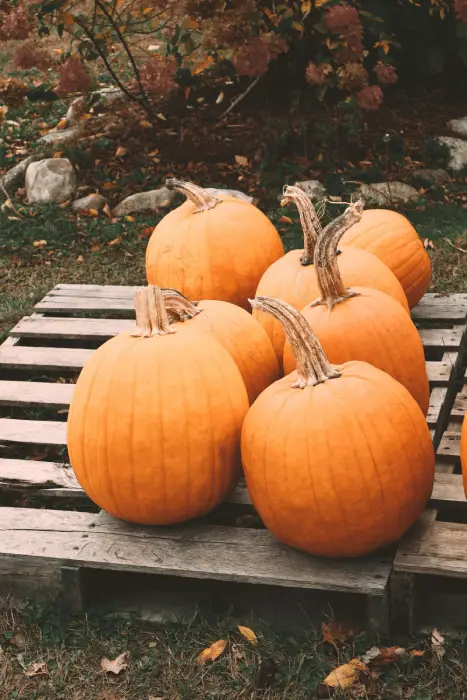citrouilles-orange