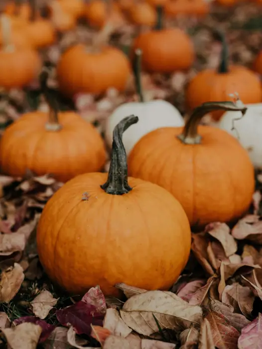 citrouilles-orange
